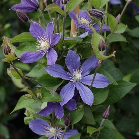 Clematis ‘Arabella’